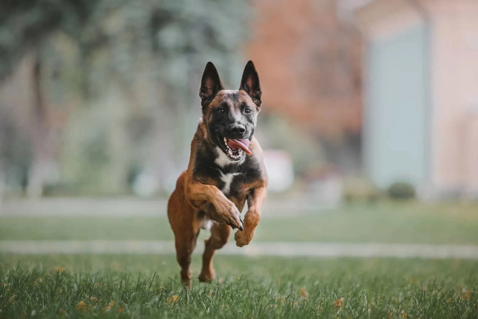 cute Belgian Malinois running