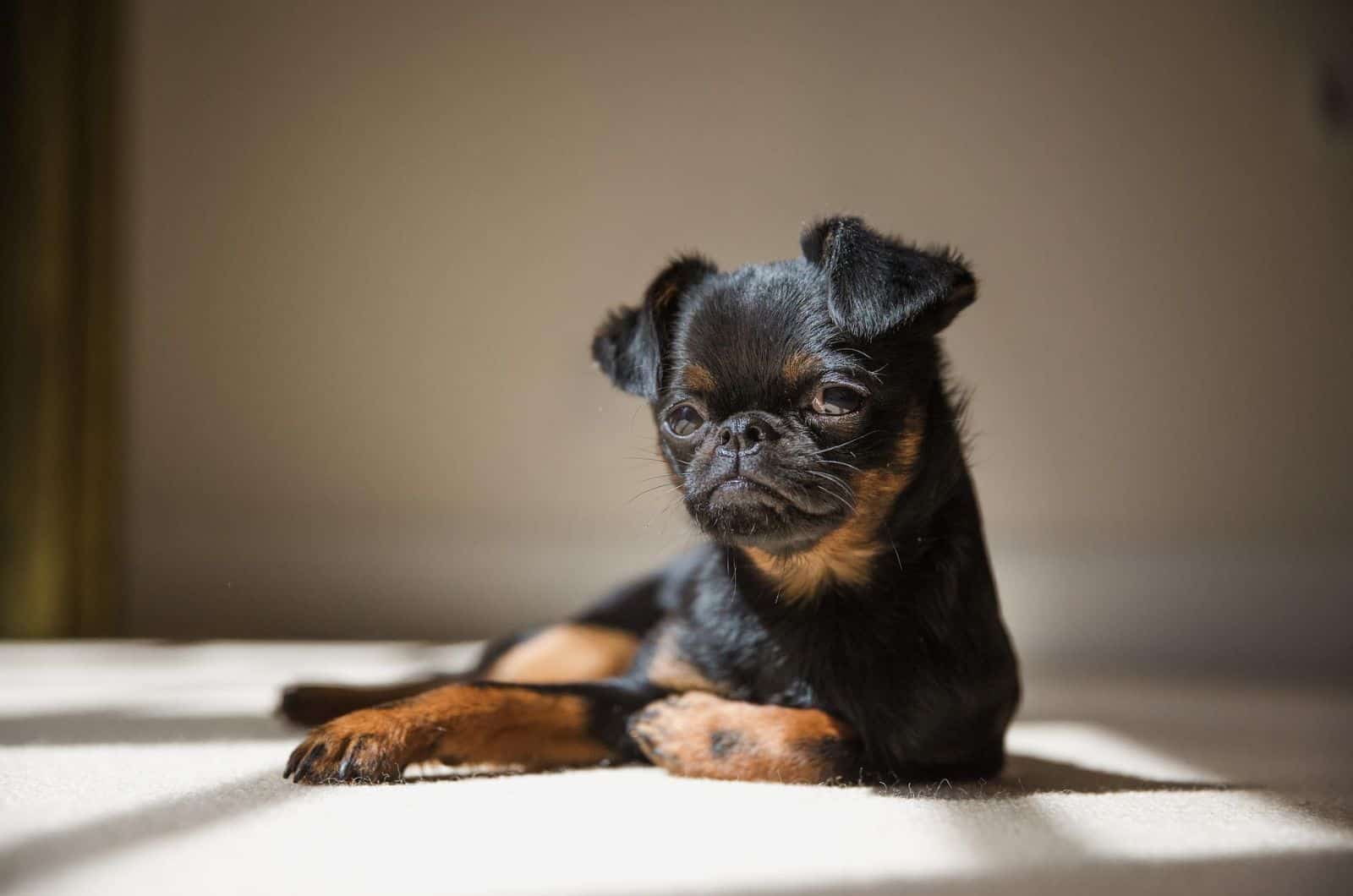 cute Brussels Griffon