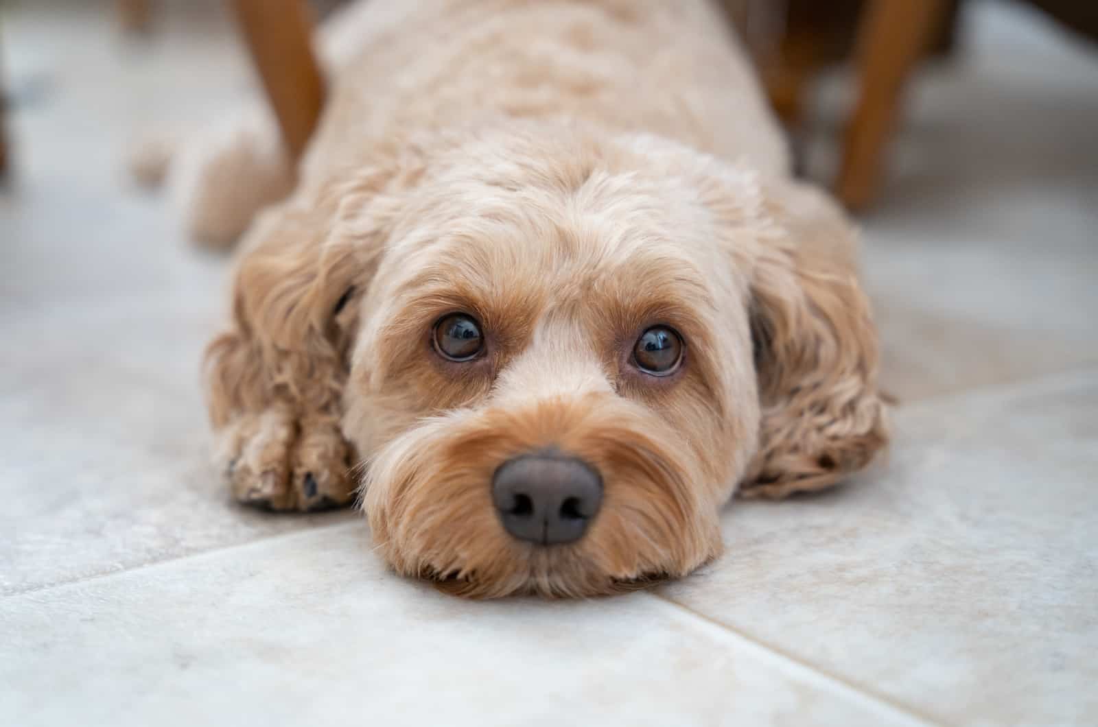 cute Cockapoo