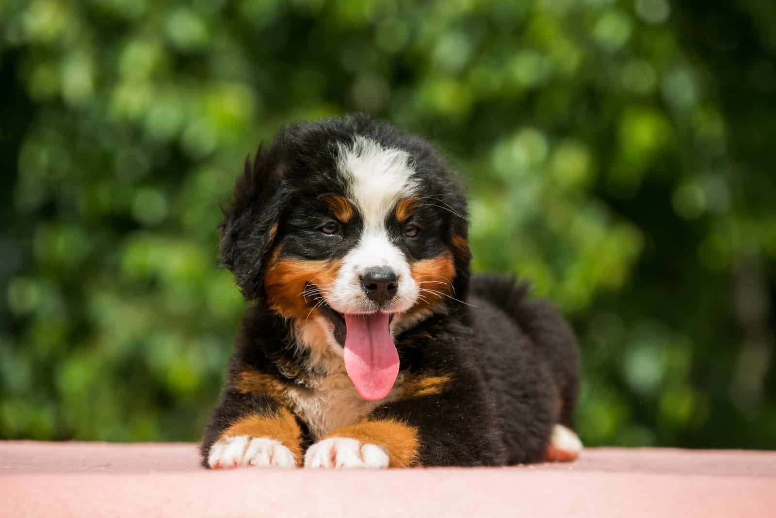 cute bernese mountain dog puppy