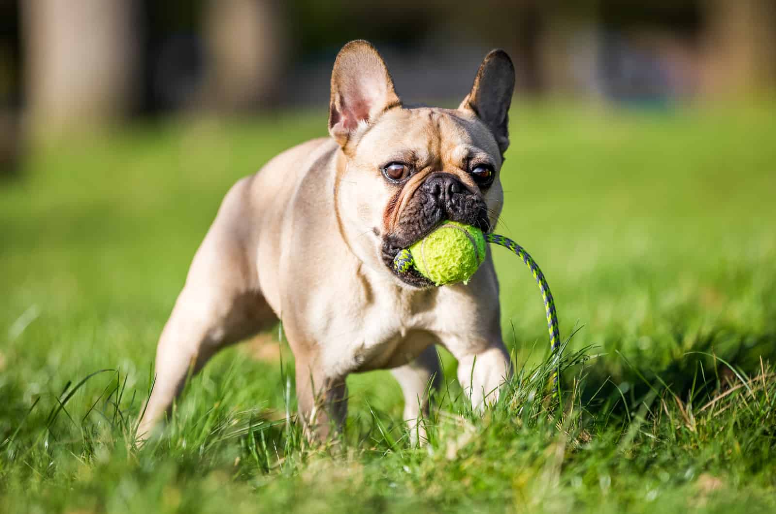 cute bulldog