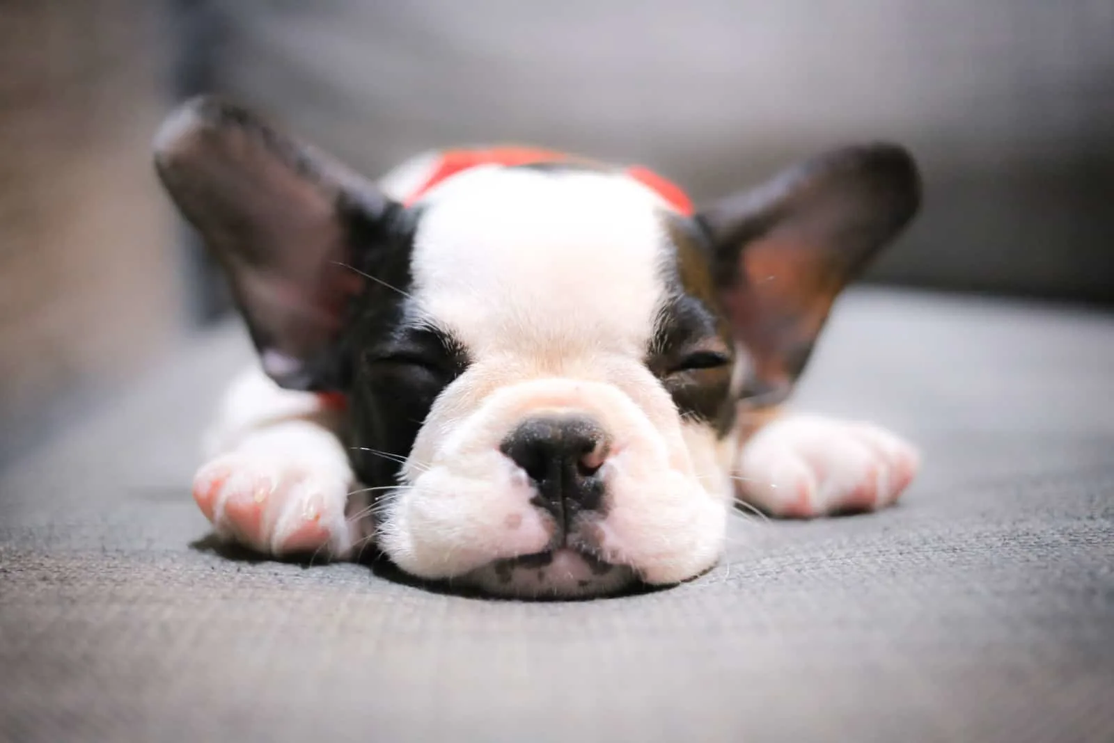 cute french bulldog puppie sleeping