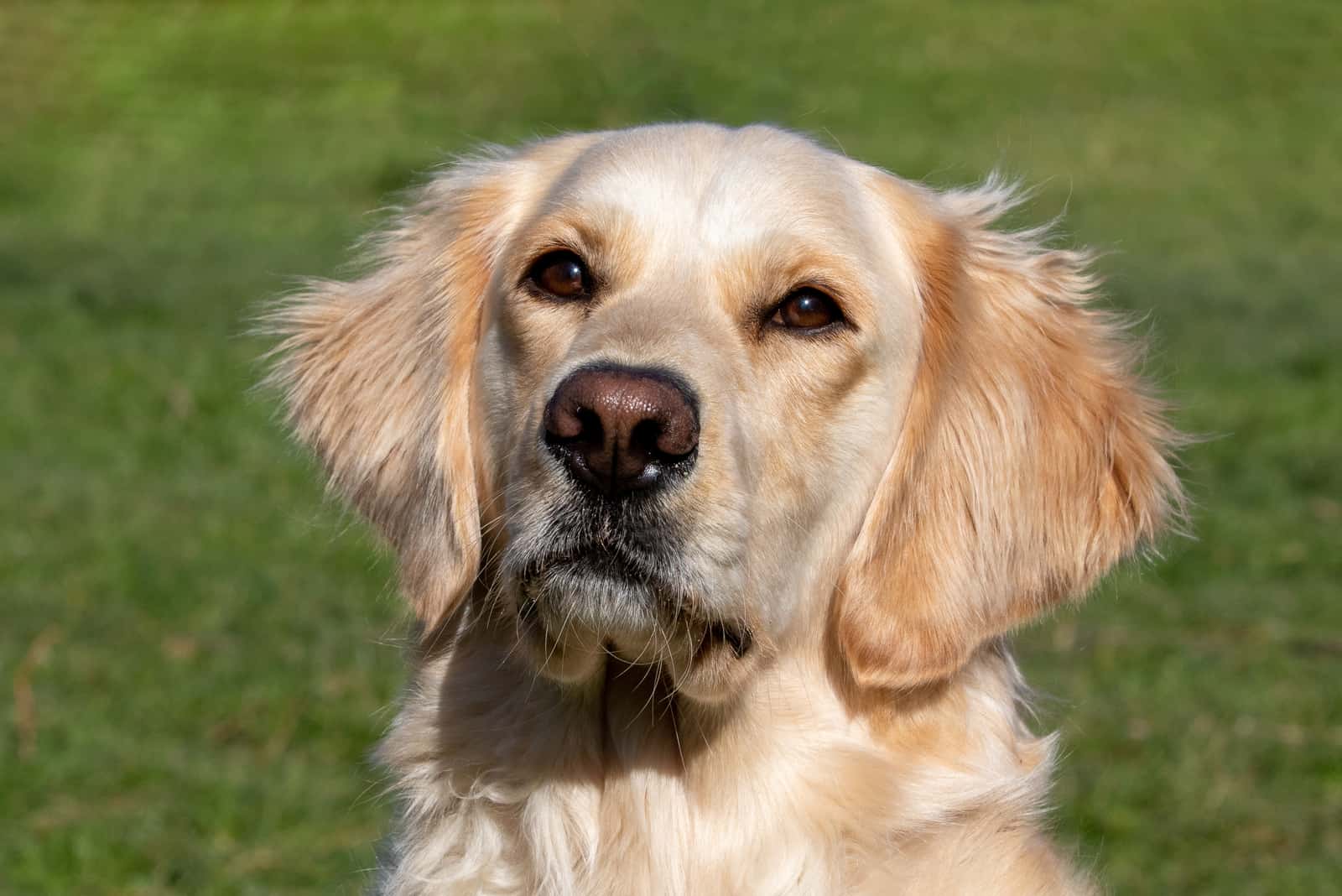 cute golden retriever outdoor