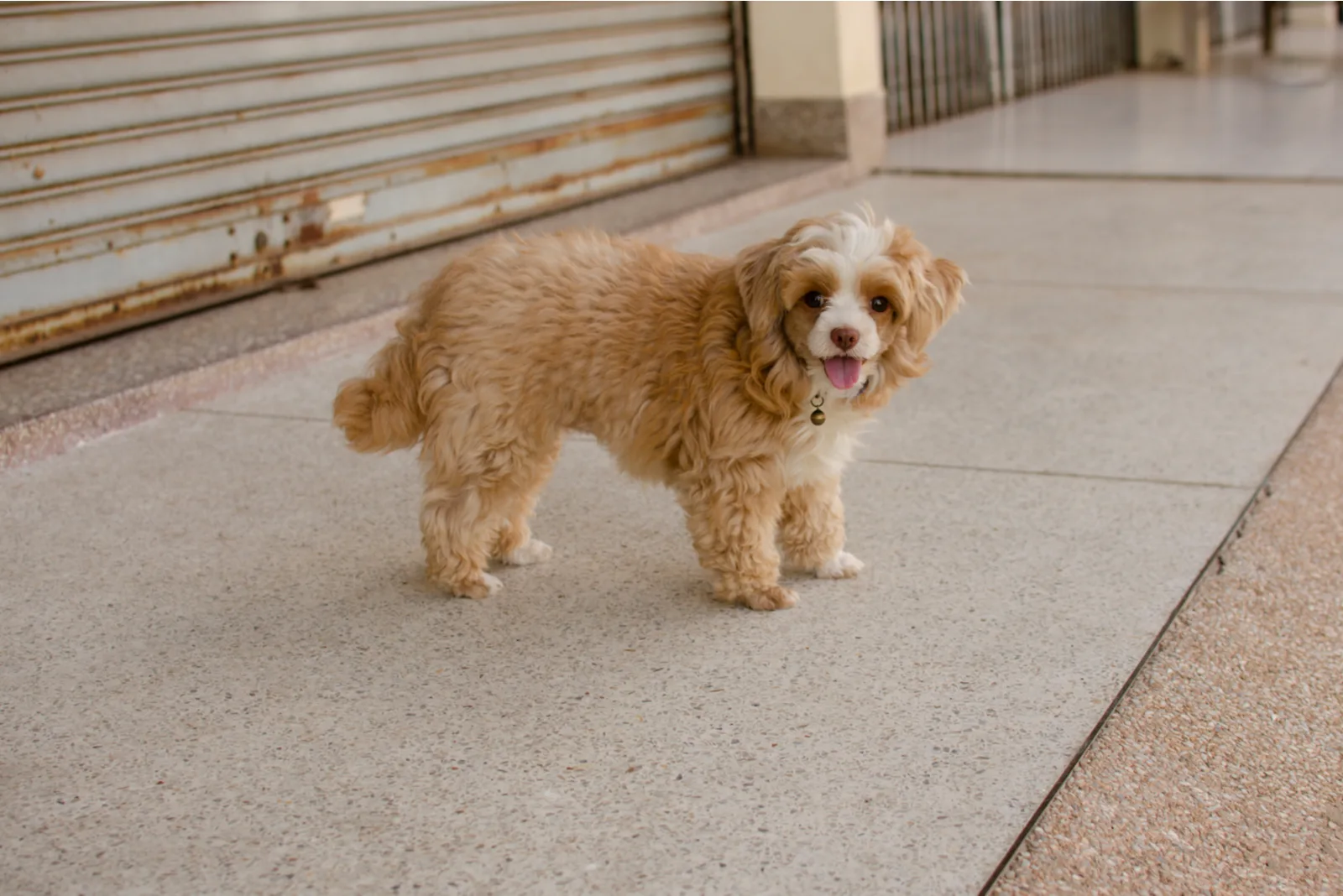 cute happy little brown hair Shih-Poo dog with smile
