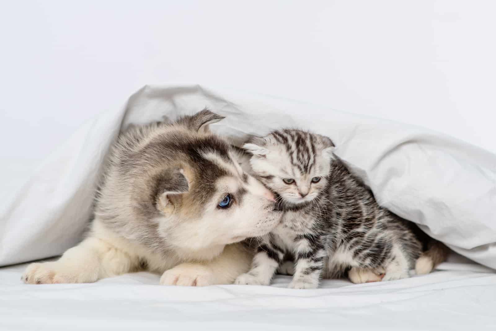 cute husky and cat