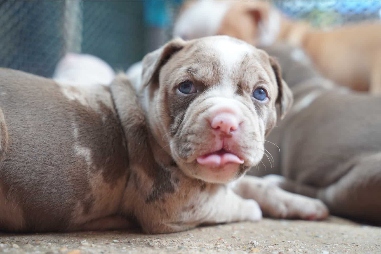 cute puppy pitbull chocolate with merle color with blue eyes