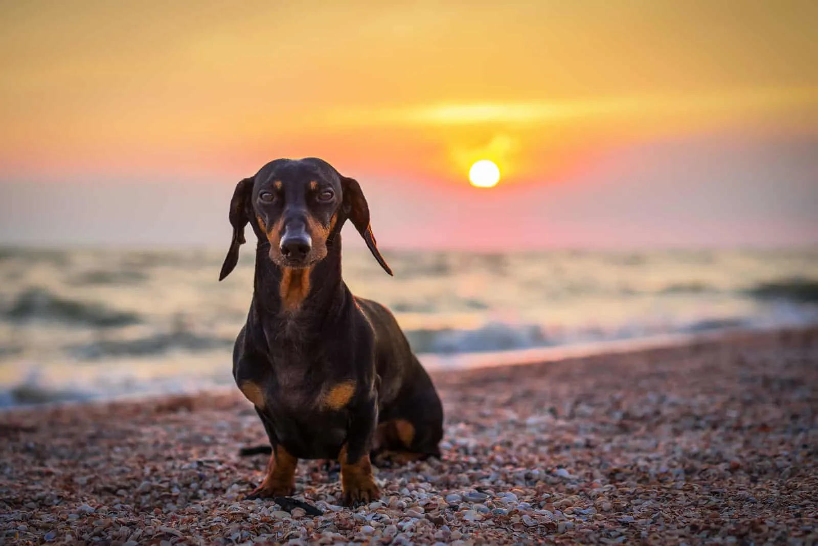 dachshund dog standing on the beach at sunset
