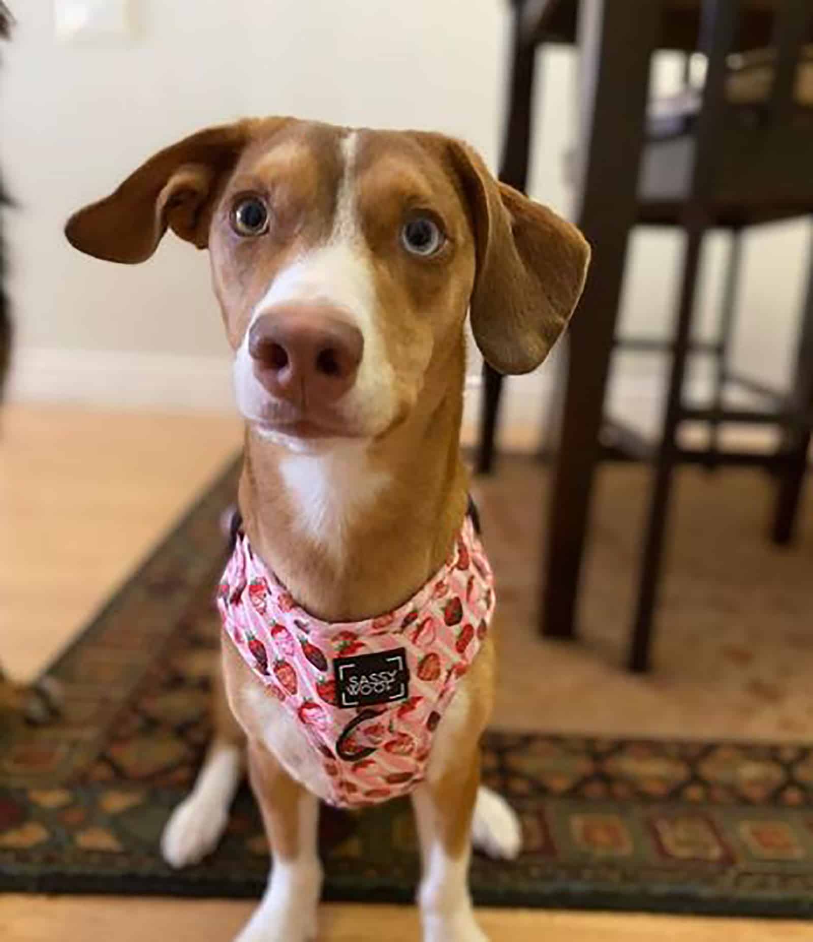 dachshund husky mix