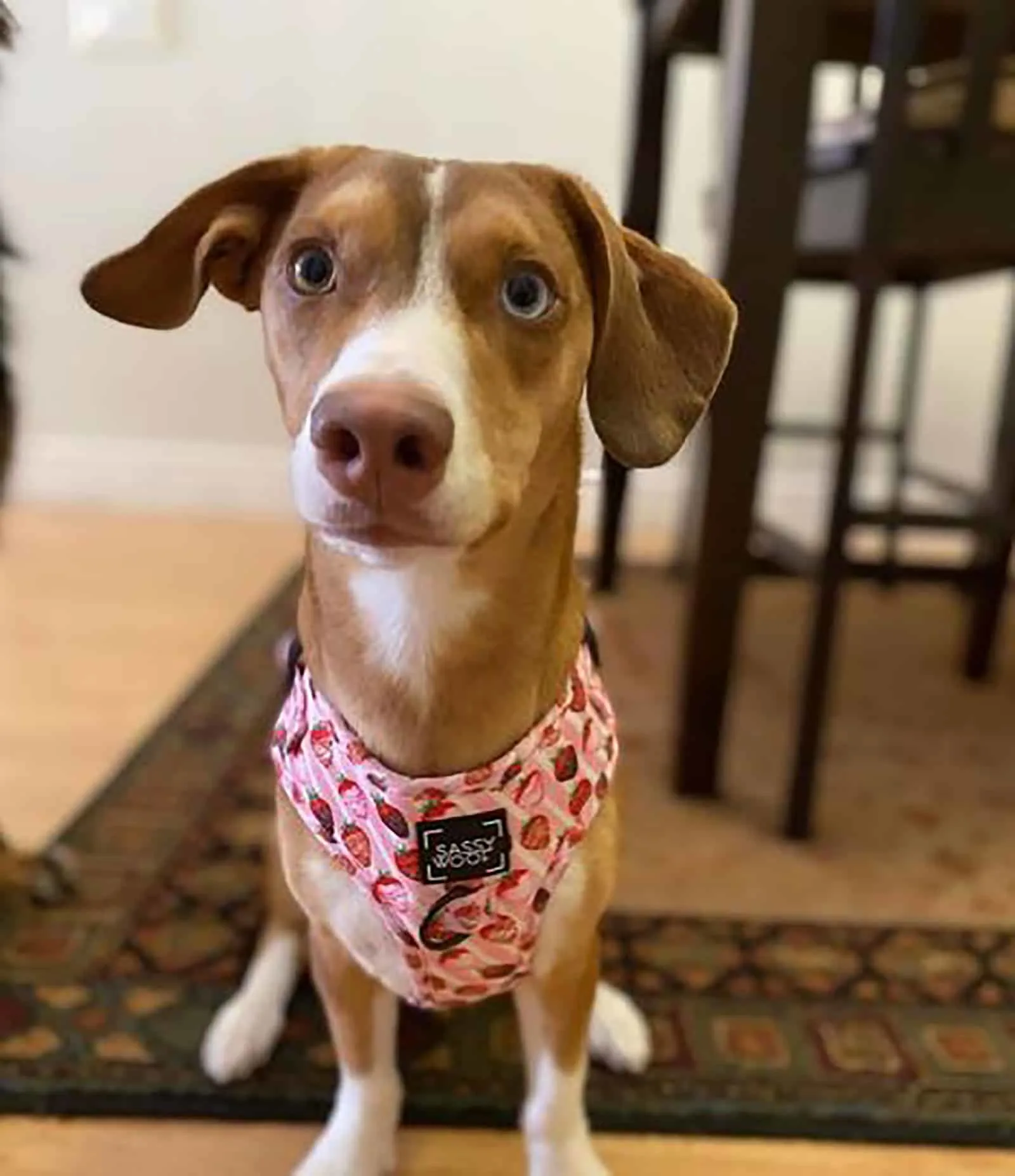 dachshund husky mix