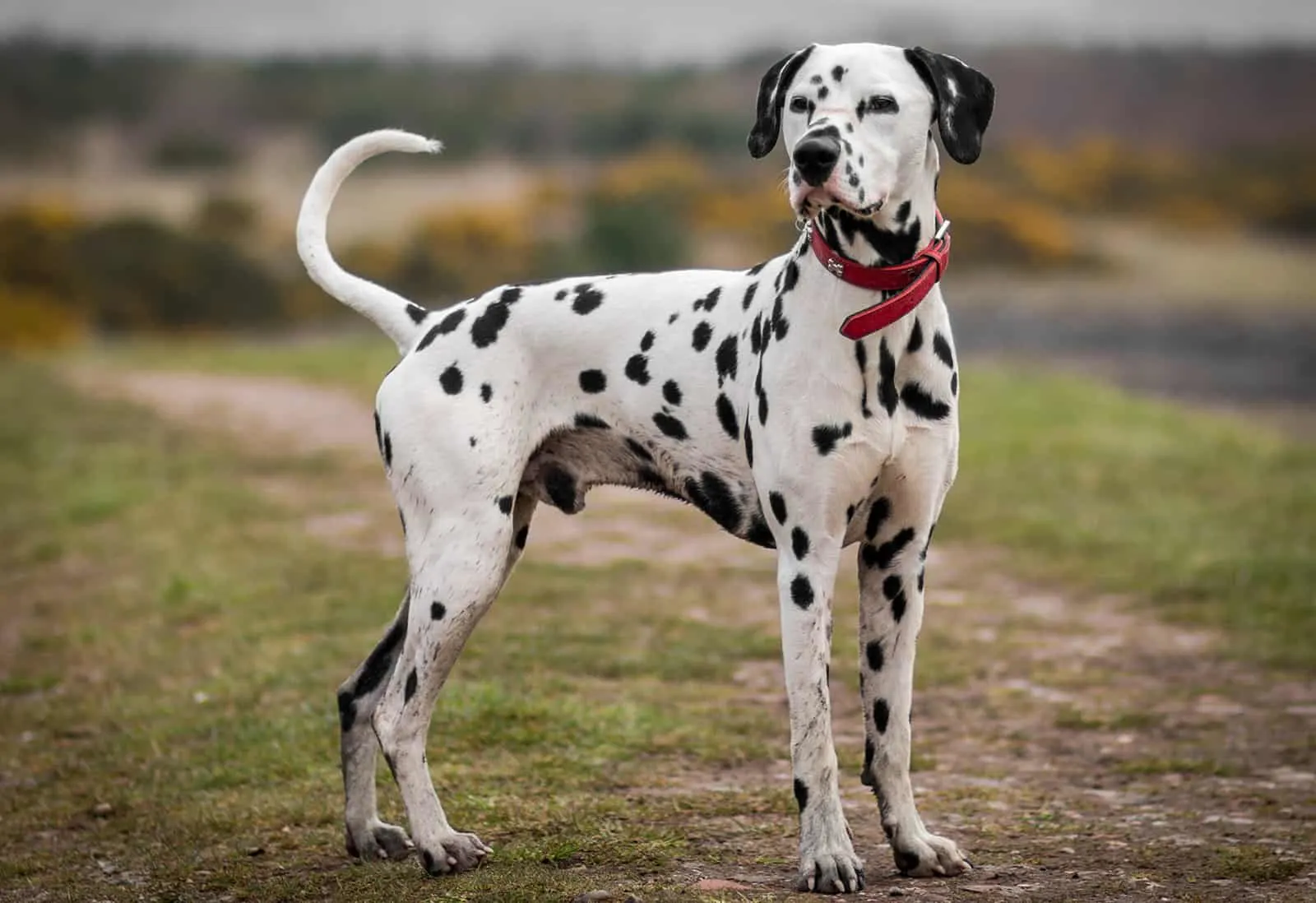 dalmatian dog stood up tall standing on the field