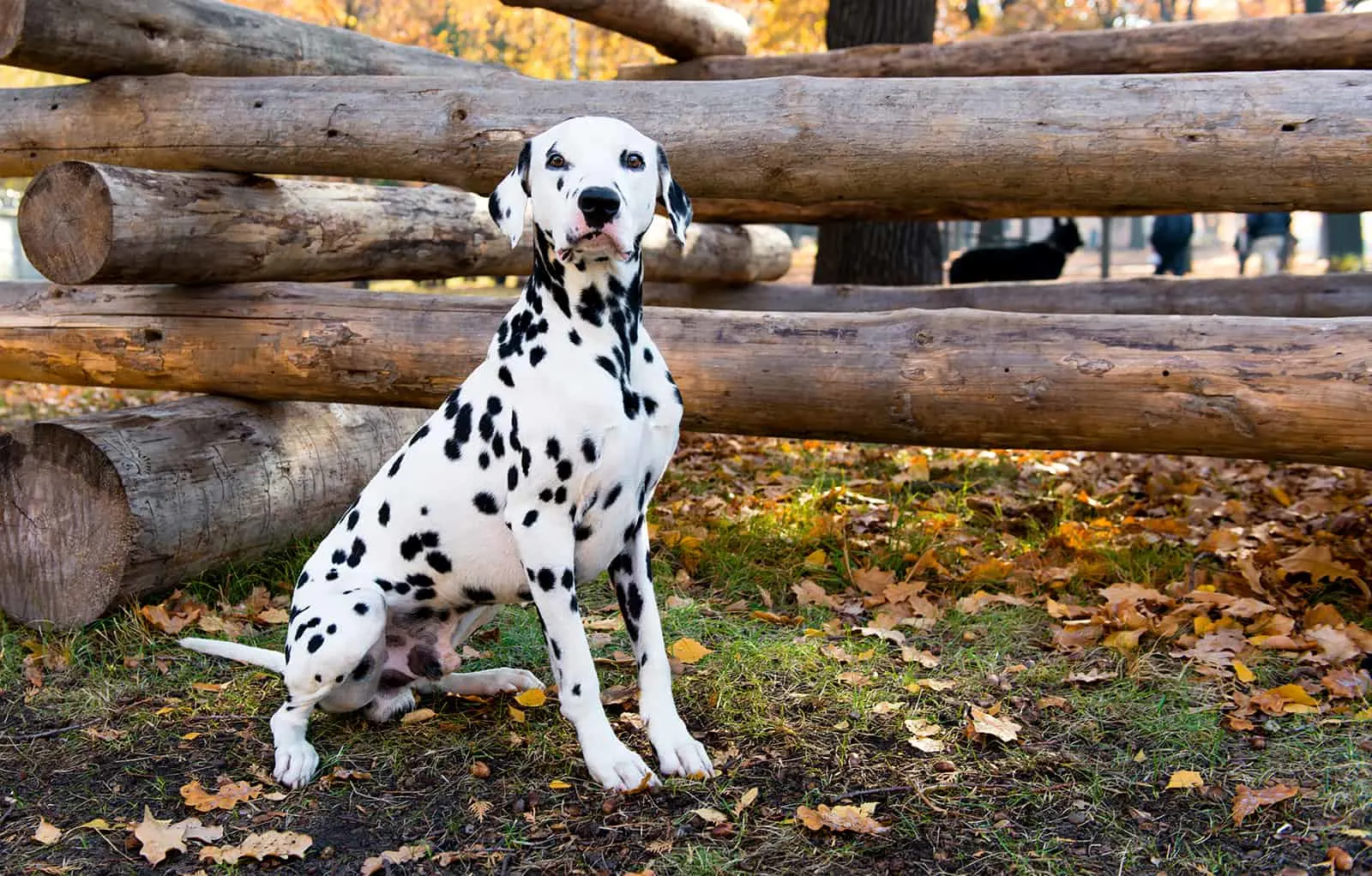 dalmatian seats near logs in the country