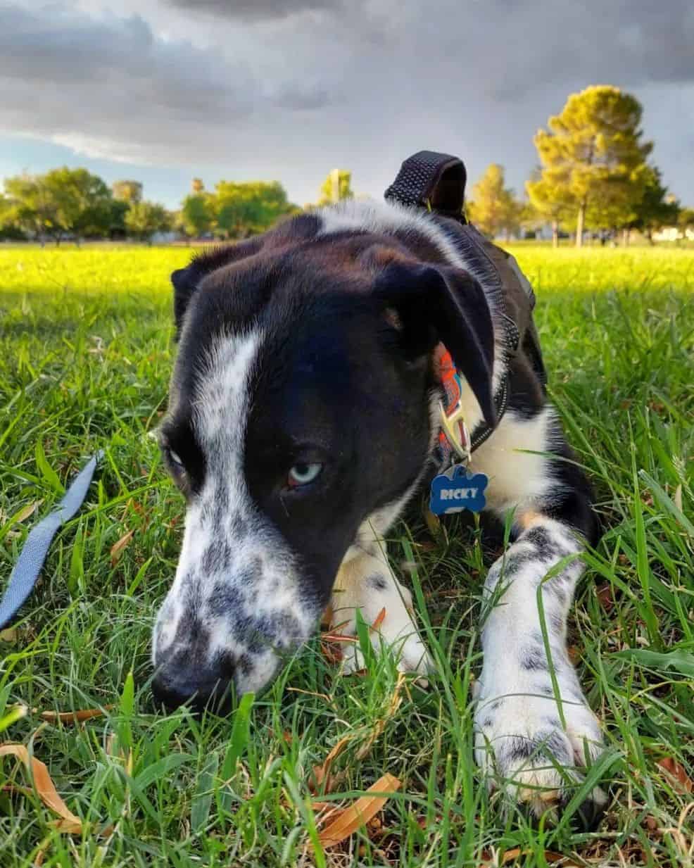 dalusky smelling grass