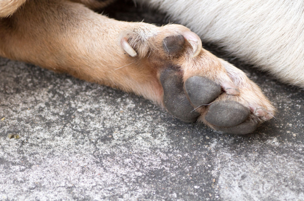 Great Pyrenees Dew Claws Should You Keep Them Or Not?