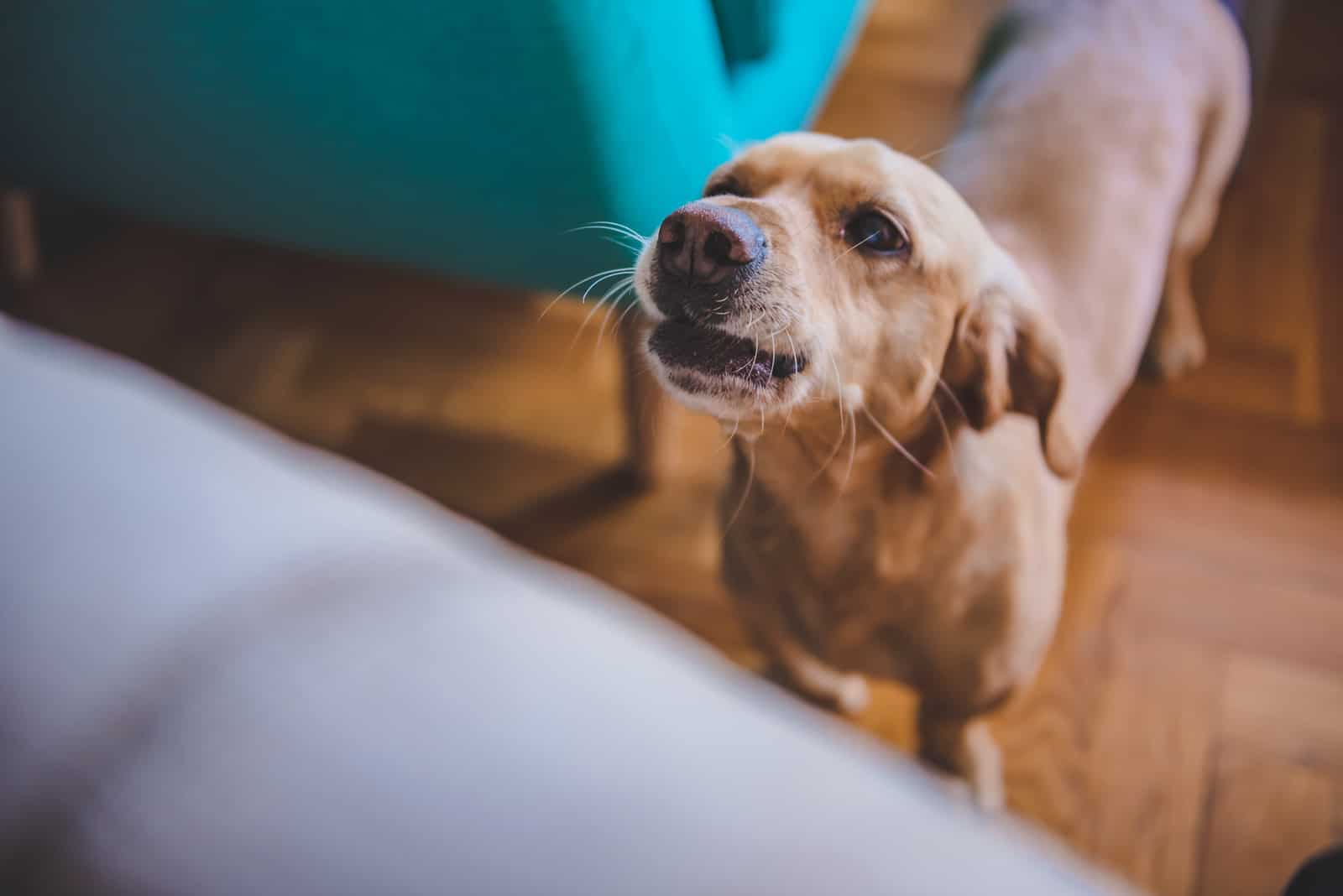 dog barking at owners