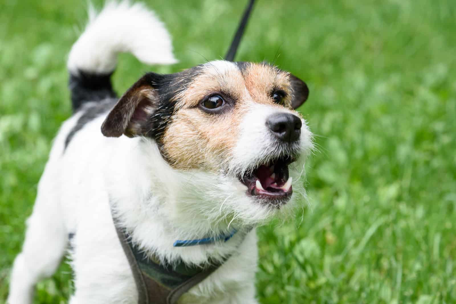 dog barking at someone