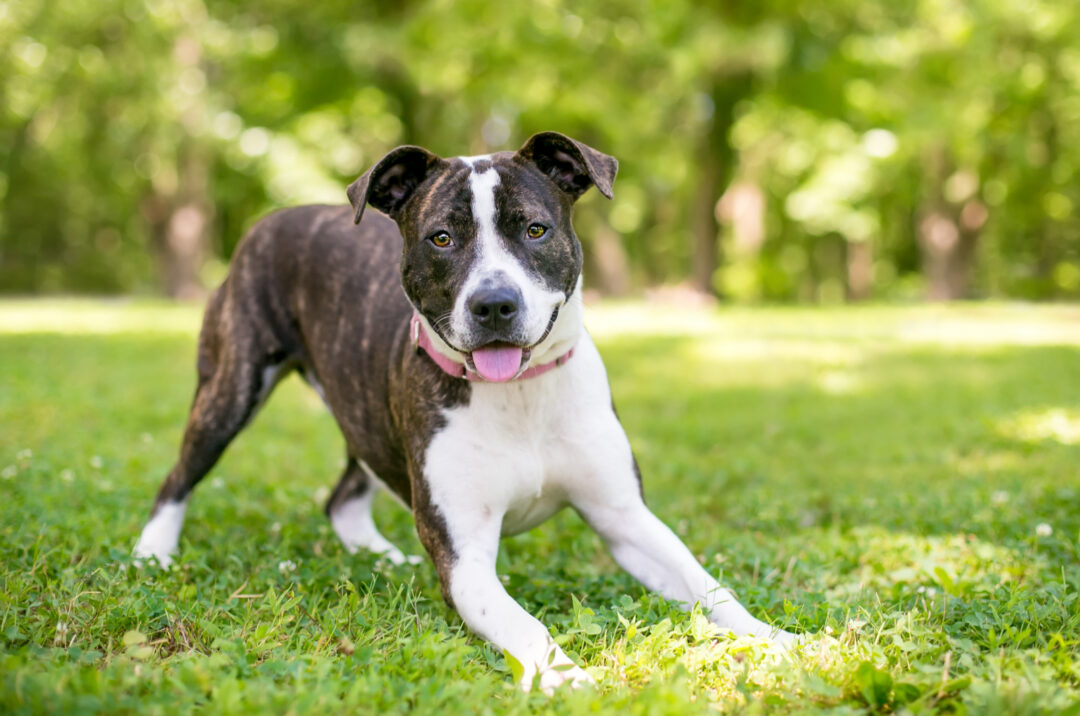 Why Do Dogs Hump The Air? 7 Reasons For This Weird Behavior