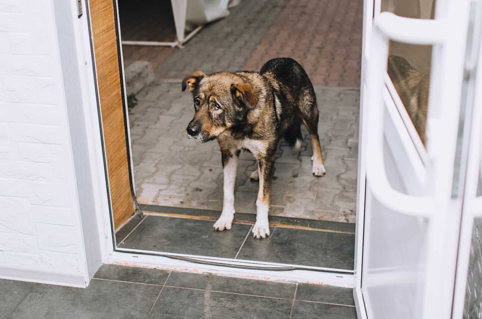 dog looking outside