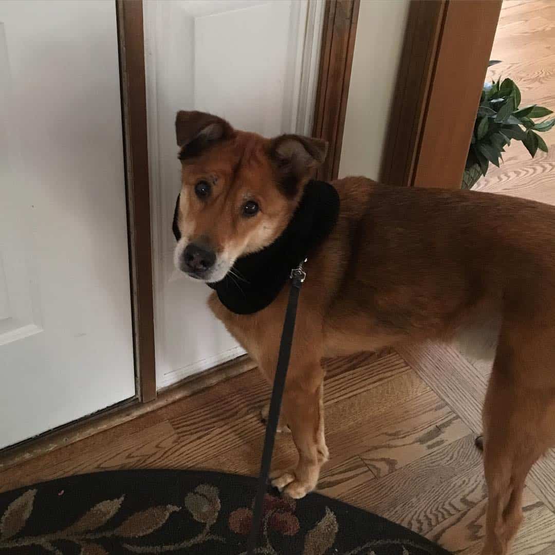 dog on a leash ready for a walk