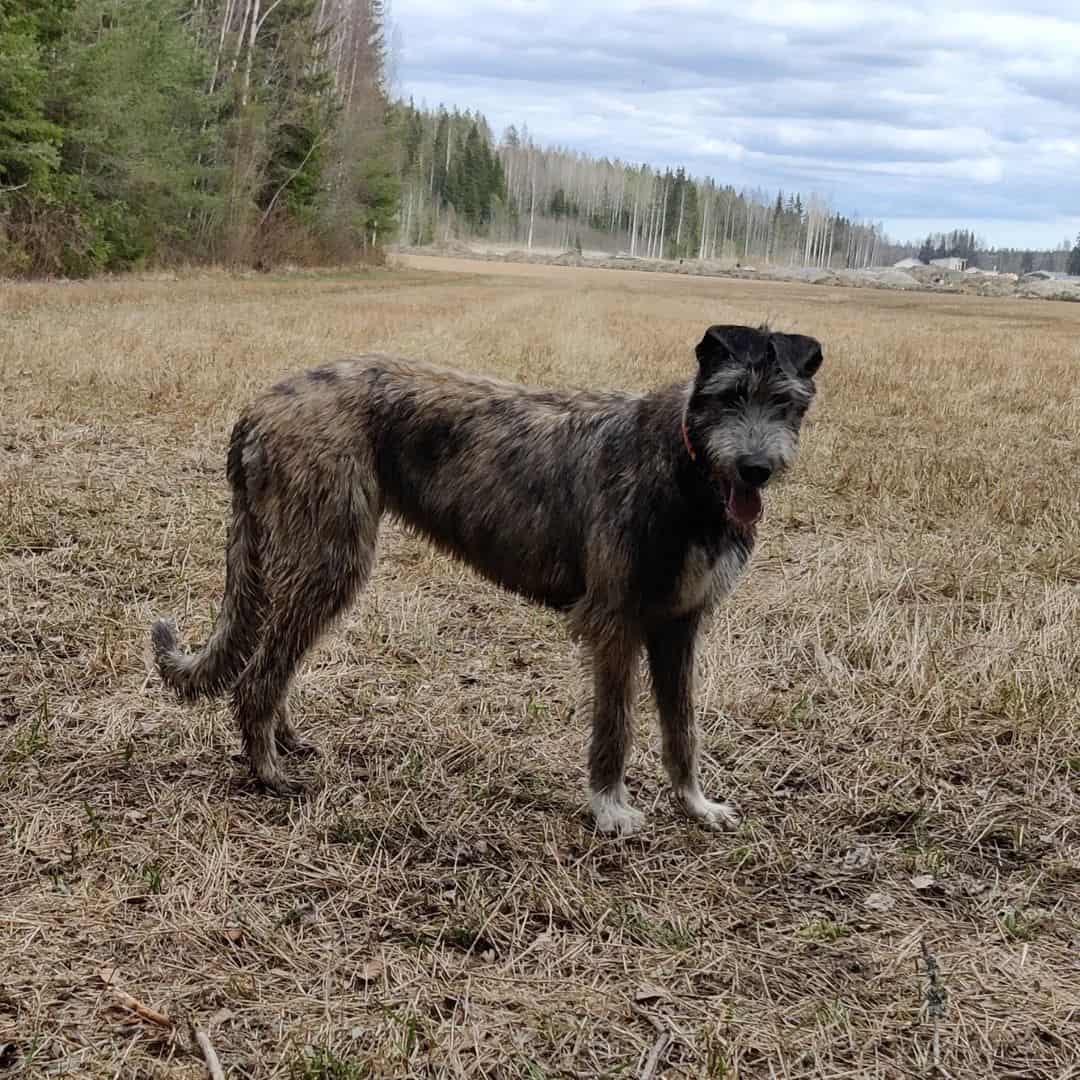 dog standing in field outside