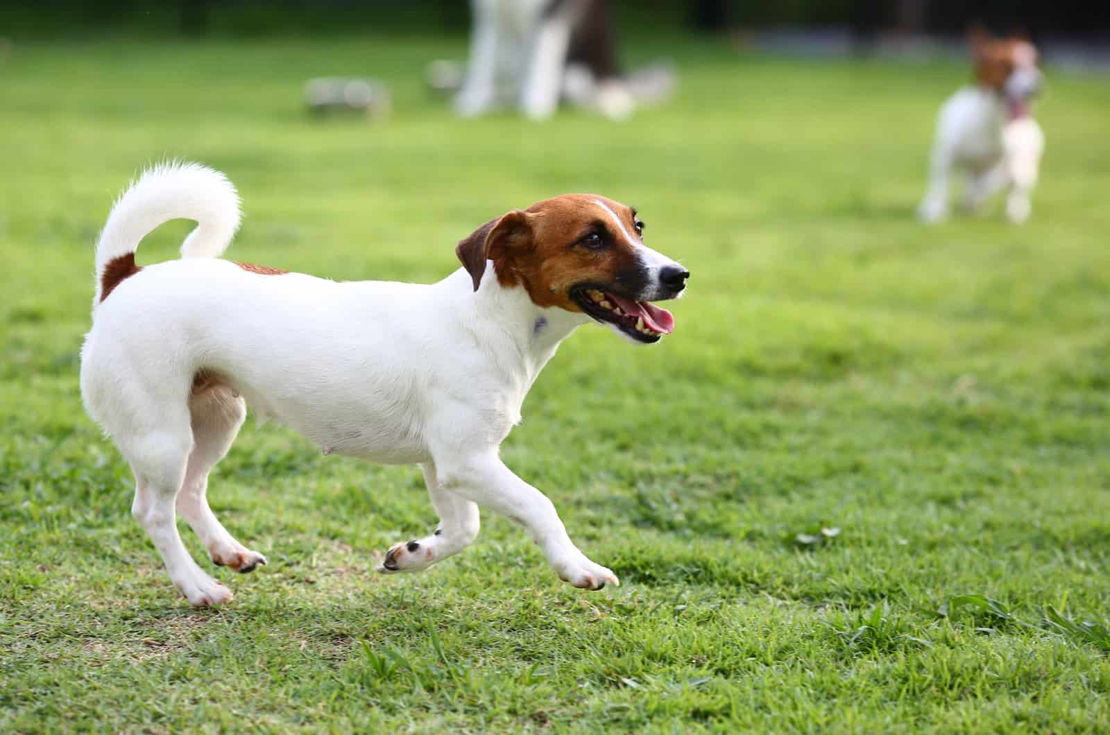 dog standing outside on grass