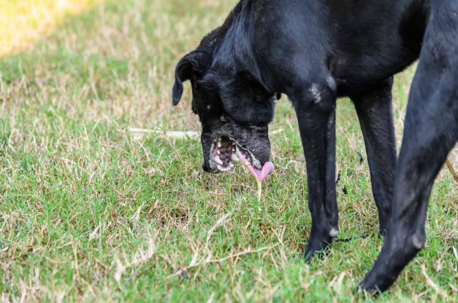 black dog throwing up white foam