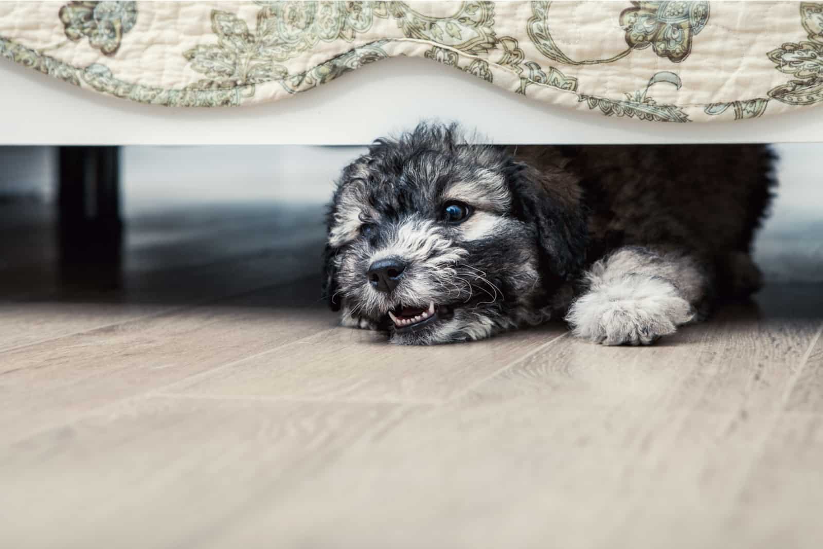 dog under sofa