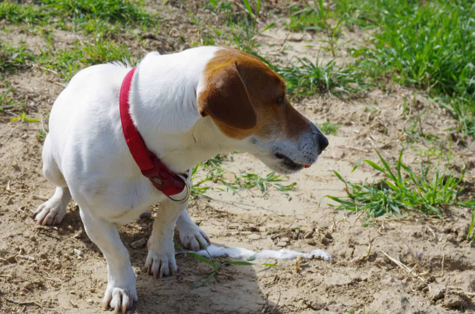 dog vomits white foam after eating grass