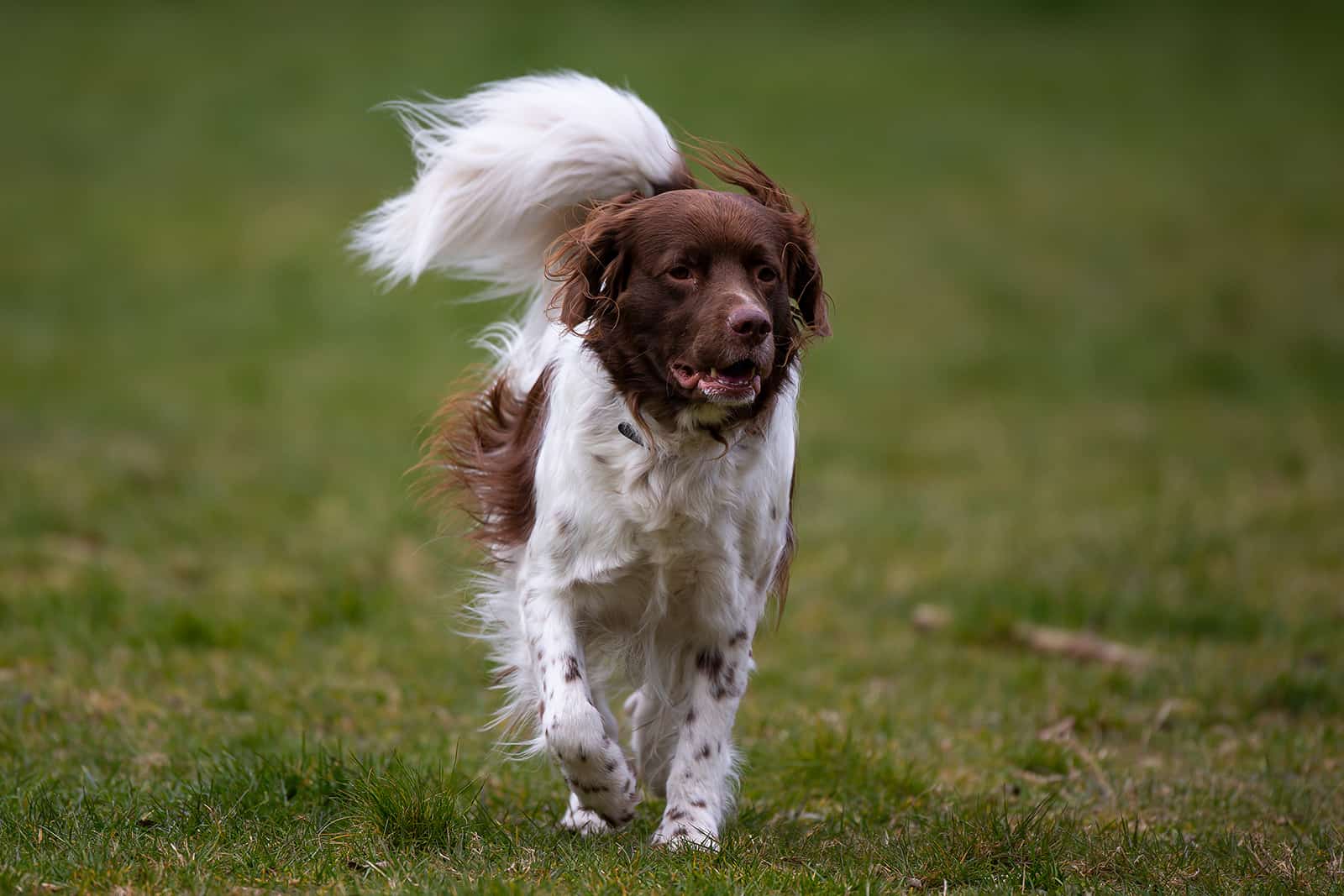 Drentsche Patrijshond dog