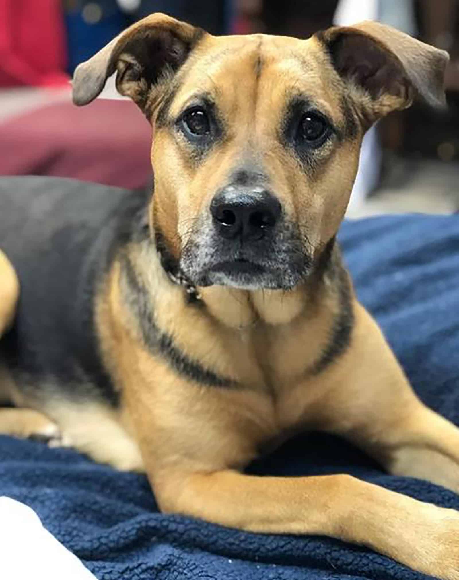 english bull shepherd