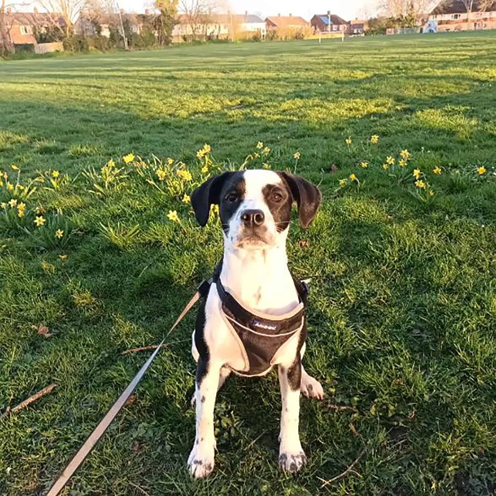 english bull springer