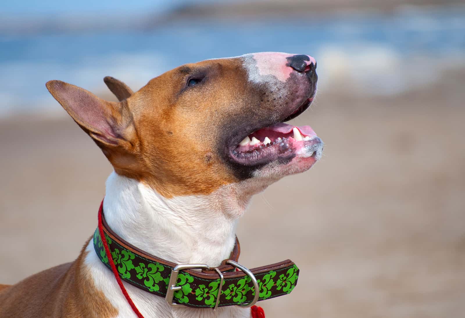 english bull terrier posing