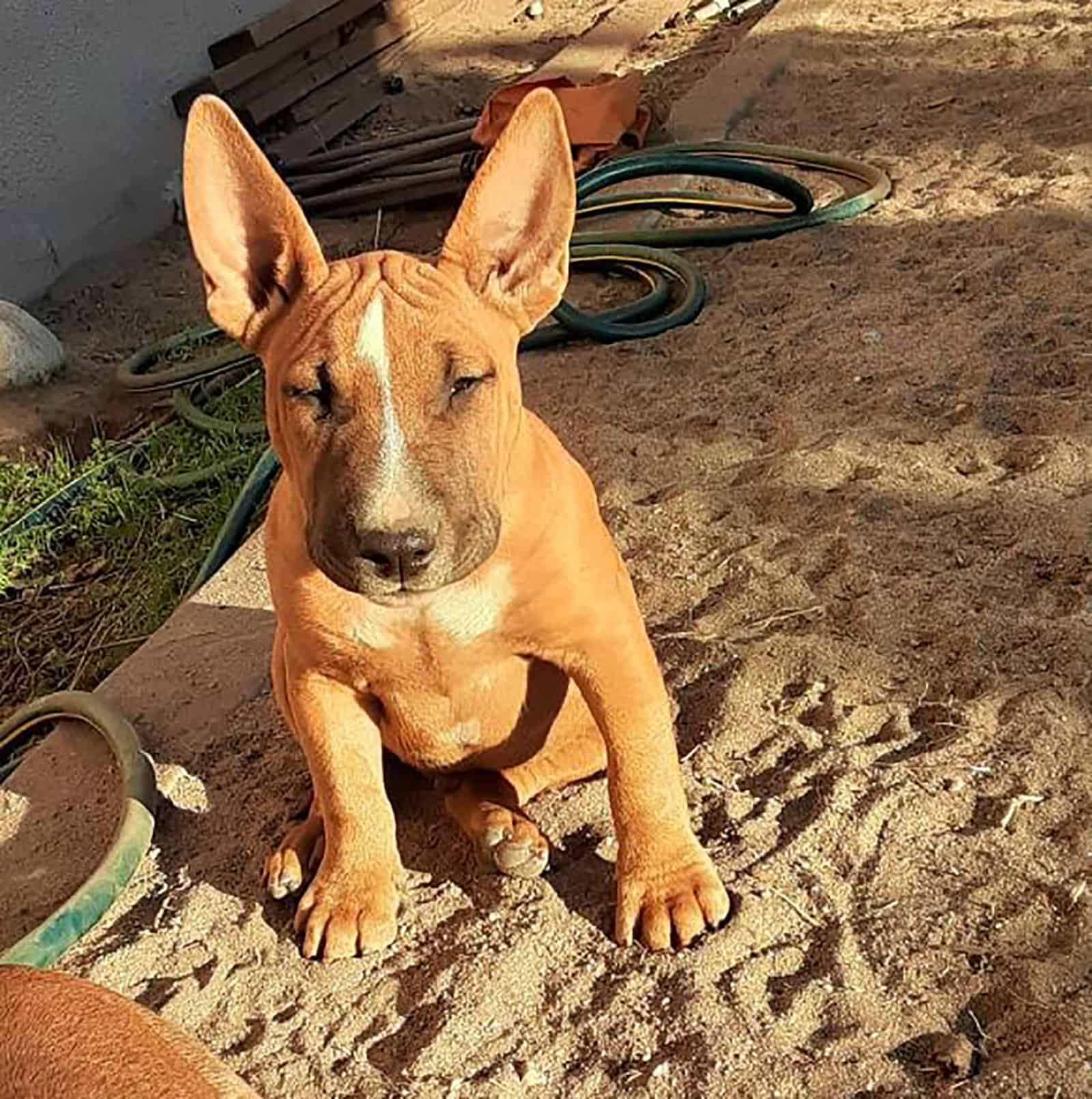 english bulldog bull terrier mix