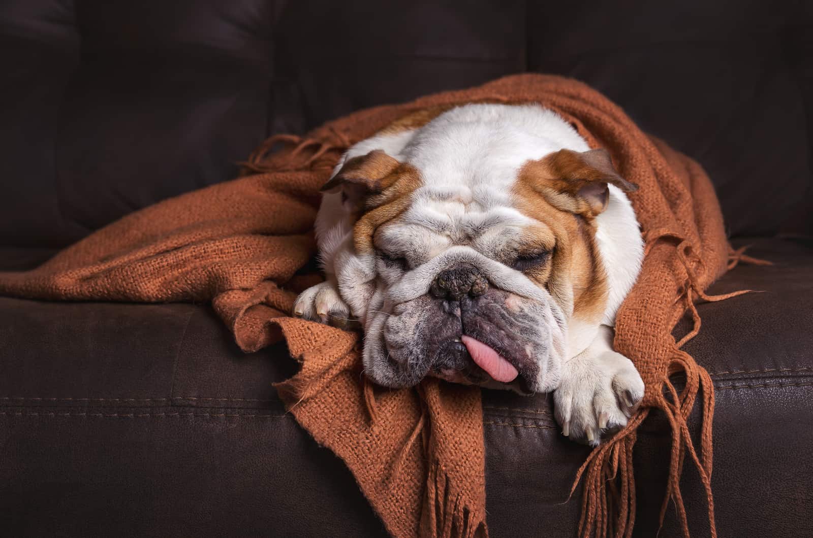 english bulldog sleeping on couch with blanket