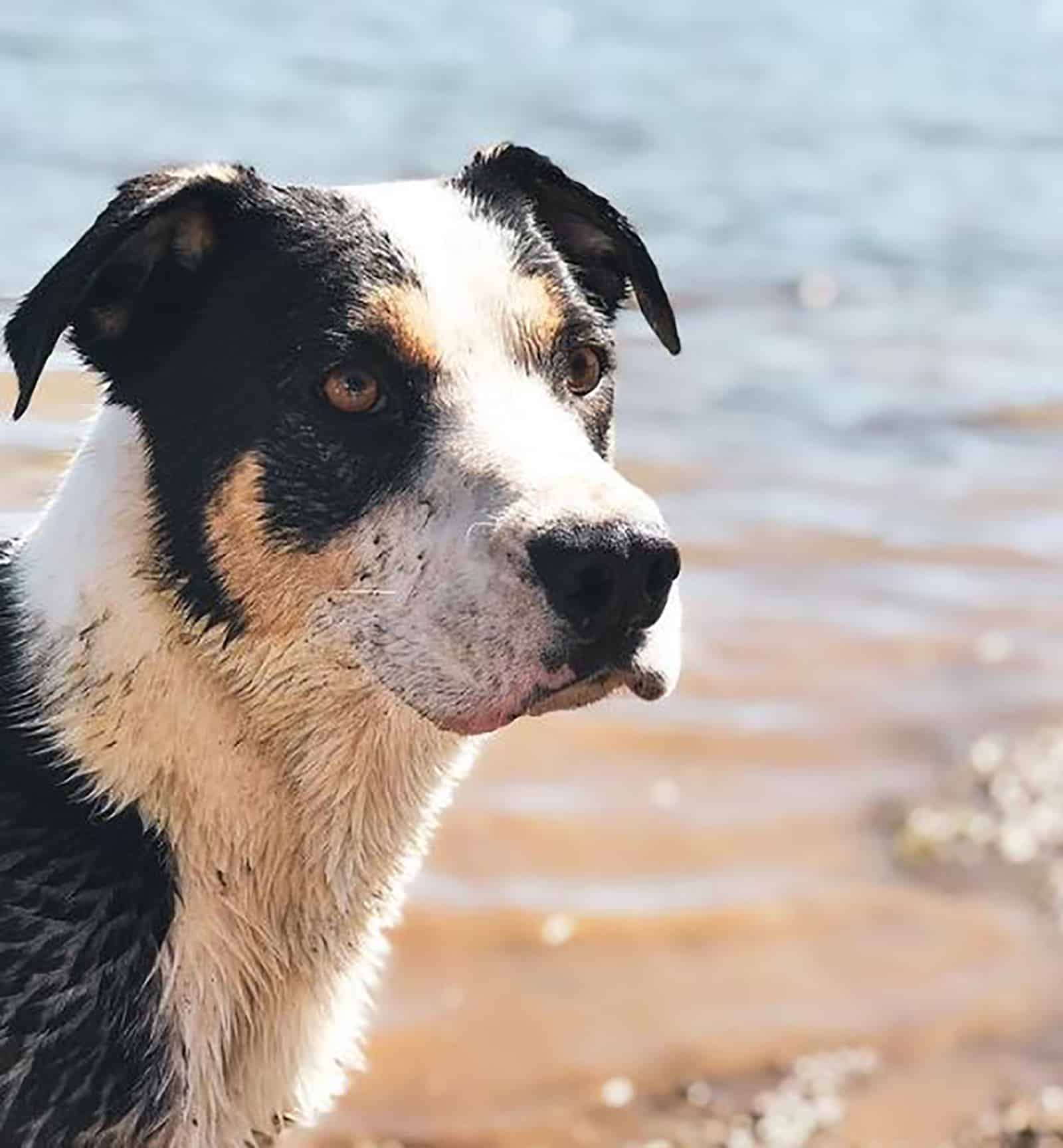 english collie