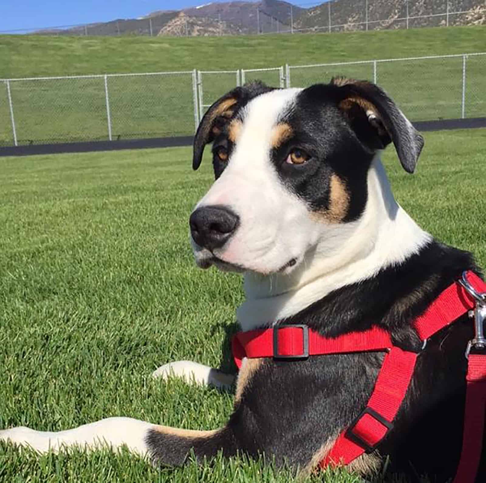 english collie