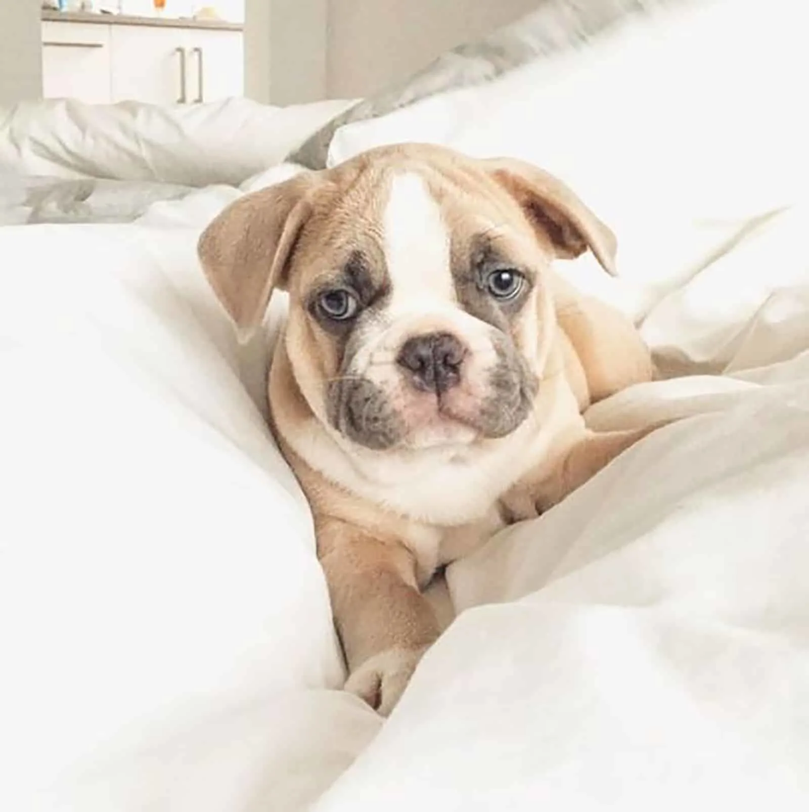 english frenchie