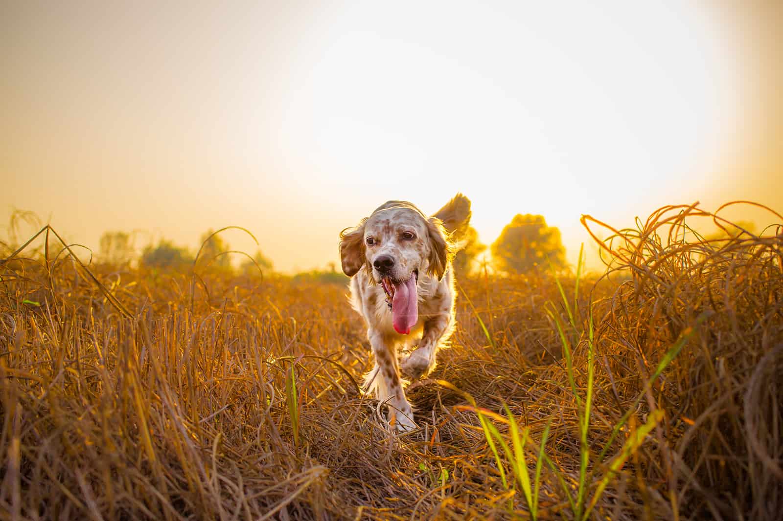 English setter running in field