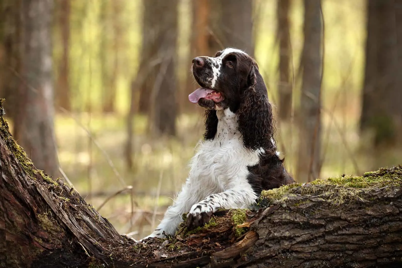 english dog springer spaniel in the forest