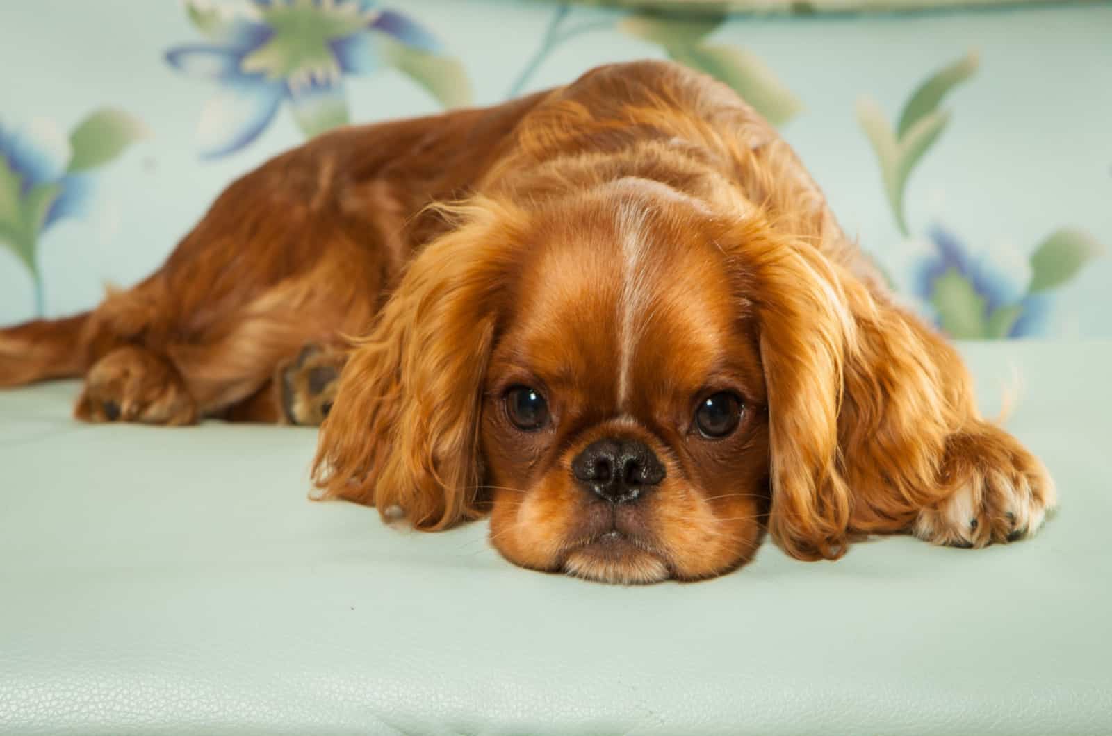 english toy spaniel