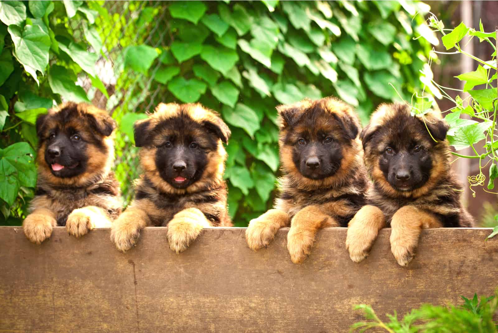 four adorable German Shepherd puppies in the backyard