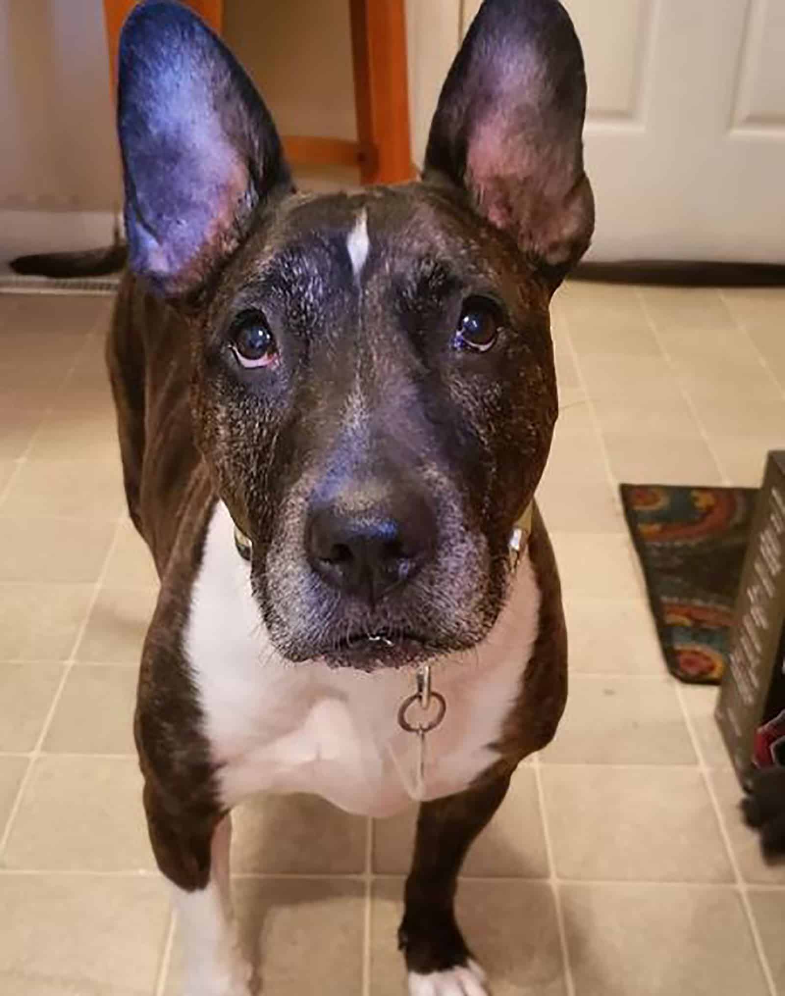 french bull terrier