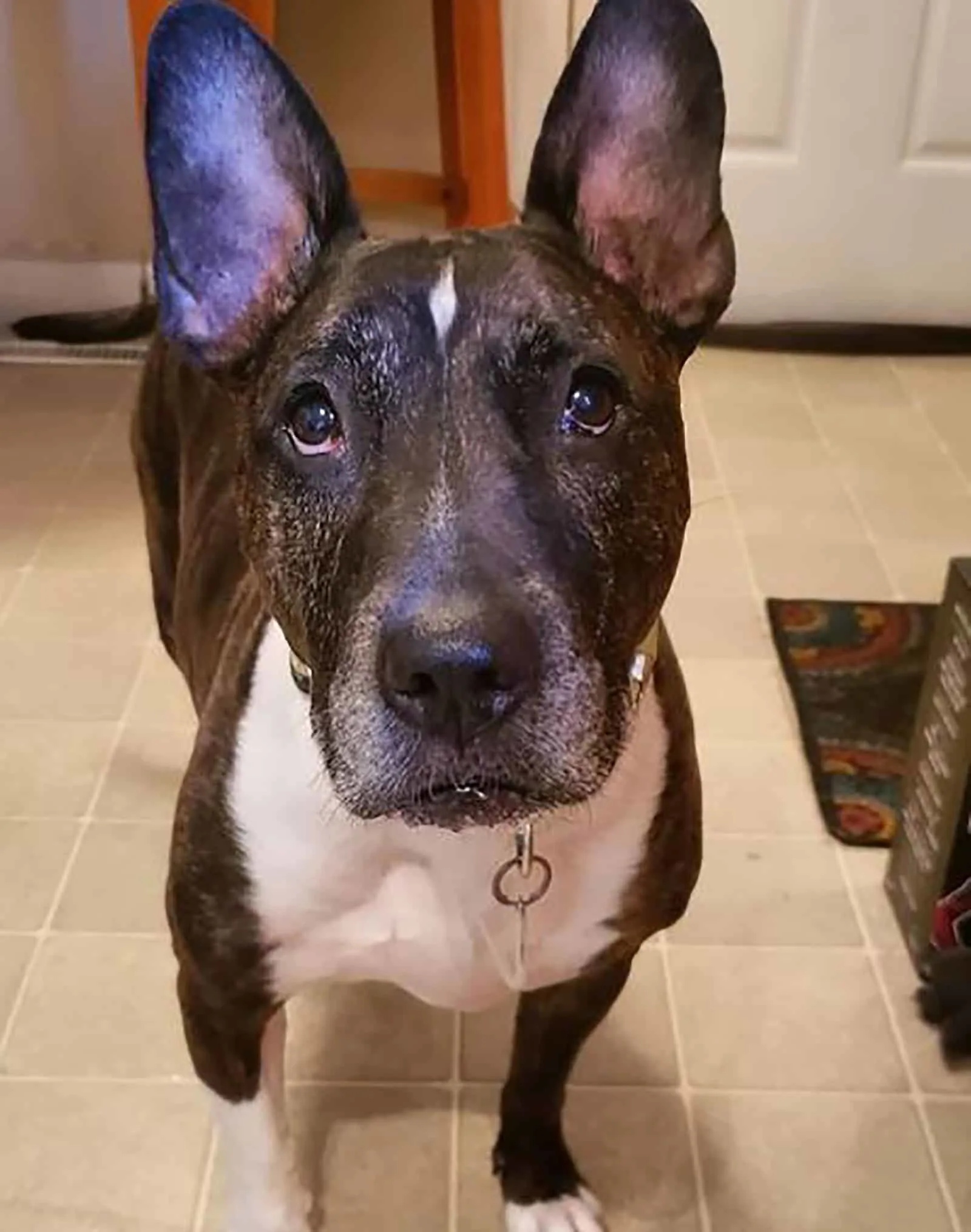 french bull terrier