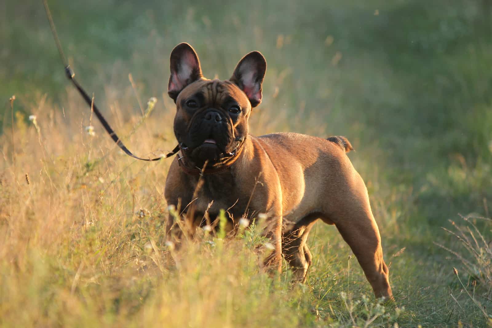 french bulldog standing in meadow