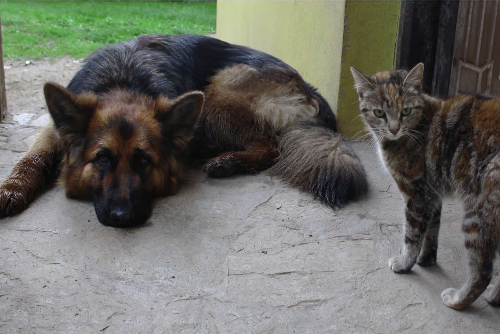 german shepherd and cat resting in front of the house