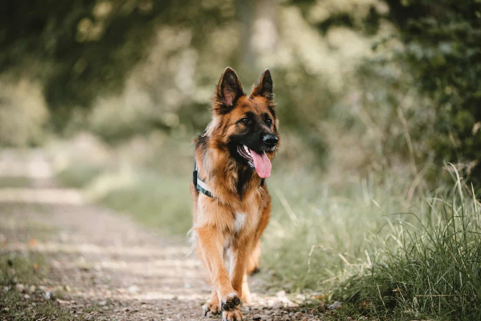 german shepherd walks in nature