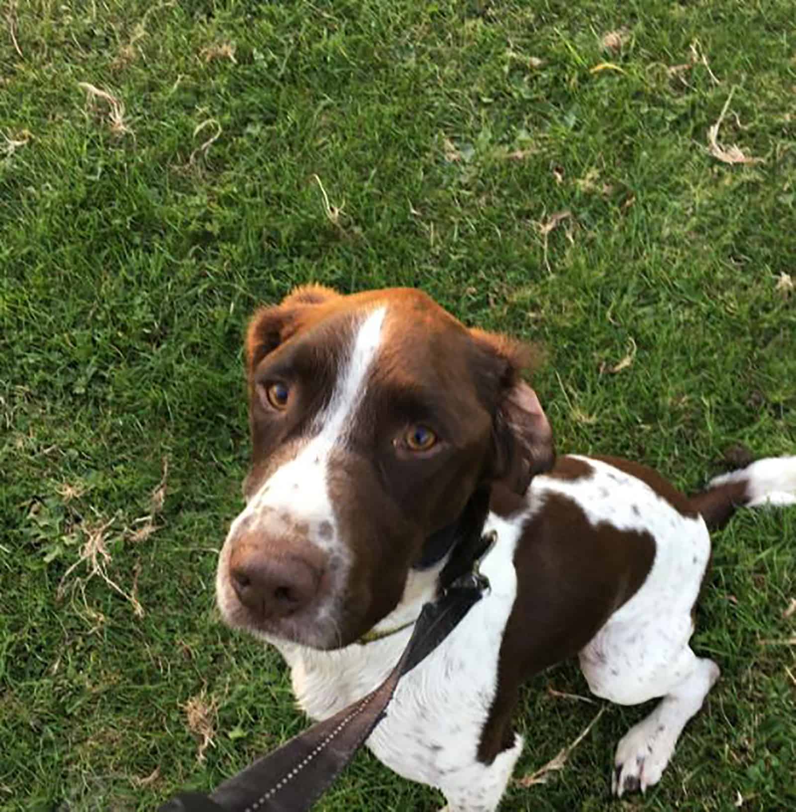 german shorthaired sprointer