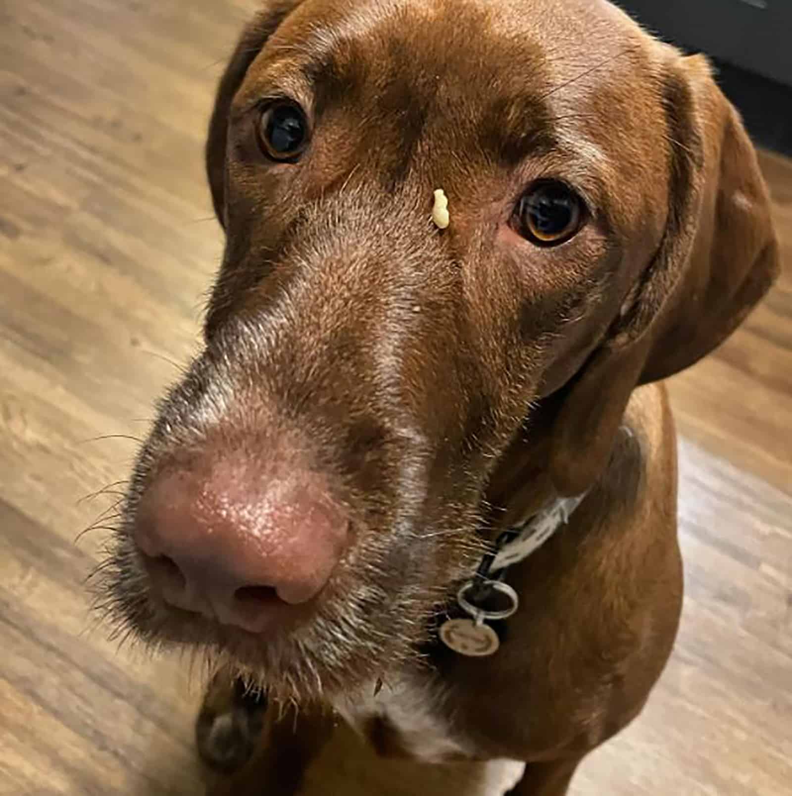 german wirehaired pointing vizsla