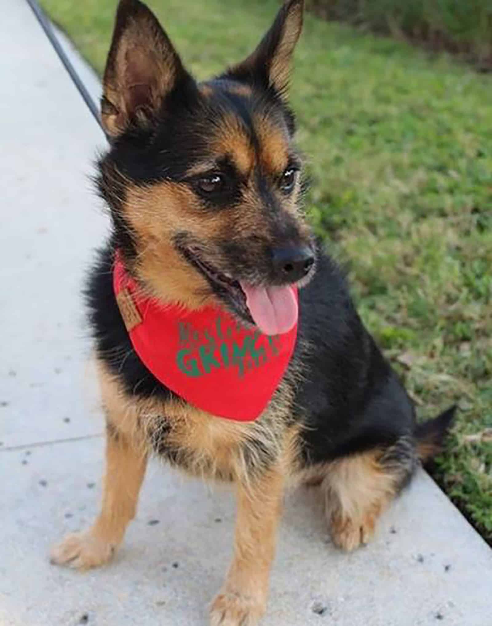 german yorkie shepherd