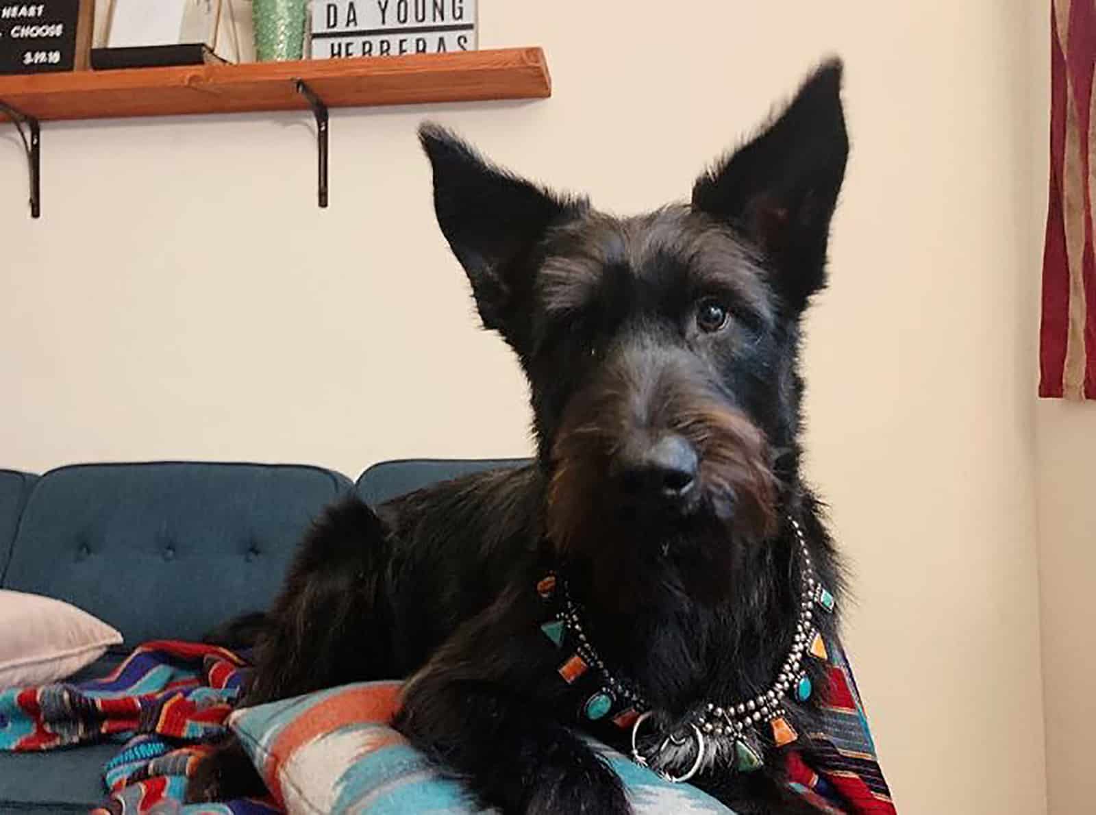 giant irish wolf schnauzer