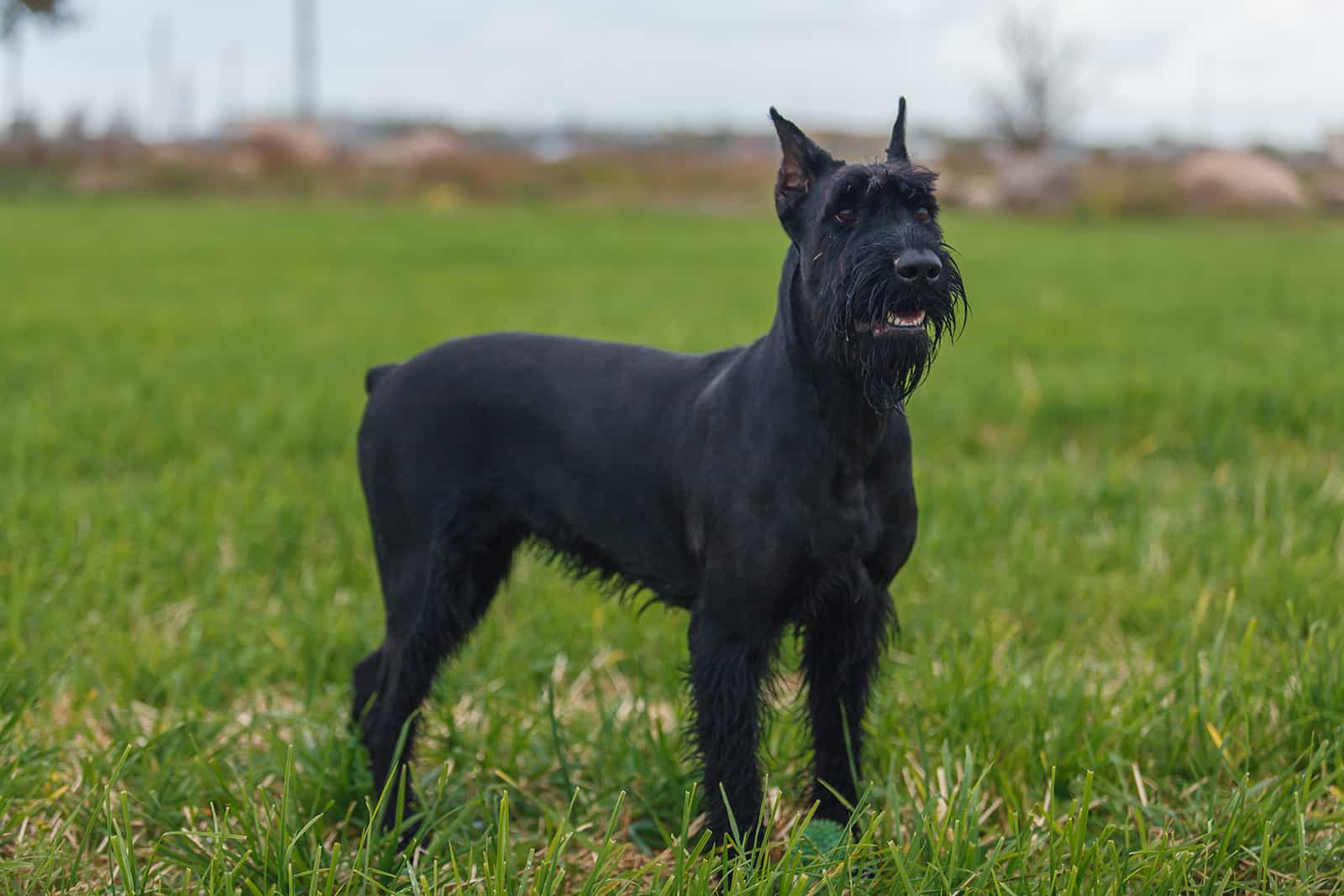 giant schnauzer standing on the grass field